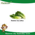 Suntoday asiatiques légumes salade utilisation feuille verte jardin plante F1 bio romaine graines de laitue germination planteur (32001-1)